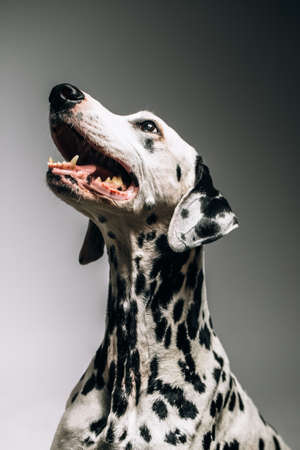 Studio shot of purebred Dalmatian dog with mouth open on grey background.の写真素材