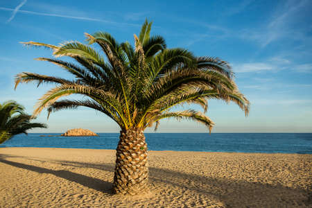 Relaxing view of a Palm in a empty beach in Costa Bravaの写真素材