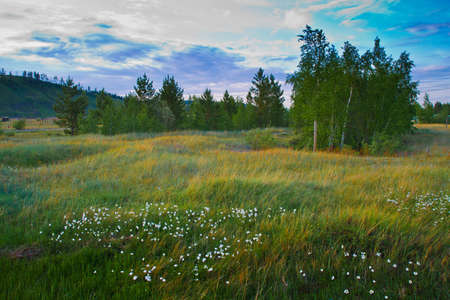 Beautiful nature (sunrise & grass)の写真素材