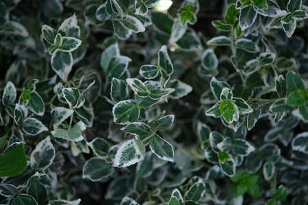 Green background from plants. Green leaves with a white outline.の写真素材