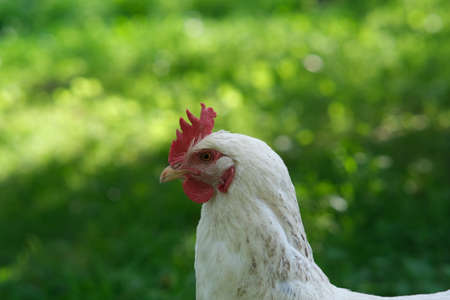 White chicken on a green background. The bird grazes on the grass. Raising chickens at homeの写真素材