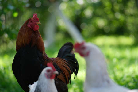 Chickens on a background of green grass. A bird is grazing in the yard. Homemade poultry farm for a walk. Bird feeder in the garden.の写真素材