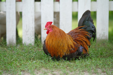 Poultry farm. Chickens graze in the yard. Growing poultry.