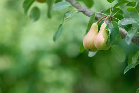 Pears on the tree. Close-up of a pear with leaves. Blurred background of branches with fruits.の写真素材