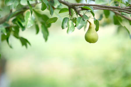 Pears on the tree. Close-up of a pear with leaves. Blurred background of branches with fruits.の写真素材