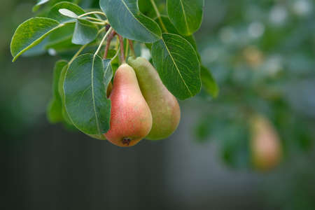 Pears on the tree. Close-up of a pear with leaves. Blurred background of branches with fruits.の写真素材