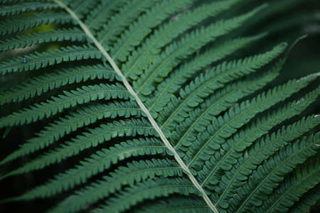 Beautiful background of young green fern leaves. Beautiful ferns leaves of green foliage. Large fern...