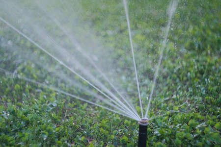 Automatic watering of the green grass lawn. Garden watering system Lawn watering.