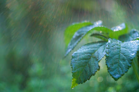 Macro photo of green leaves with water drops from morning dew. Close-up of plant leaves with water...
