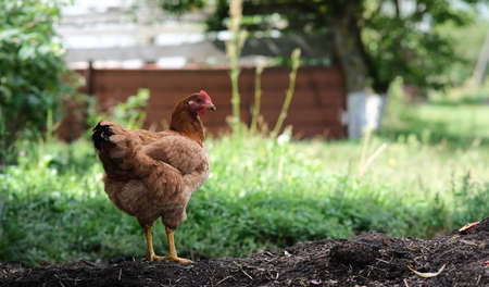 Chickens on a background of green grass. A bird is grazing in the yard. Homemade poultry farm for a...