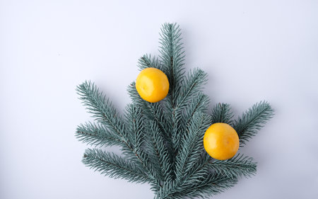 Tangerines on a white background with a branch of a Christmas tree.