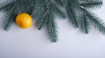 Tangerines on a white background with a branch of a Christmas tree.の写真素材