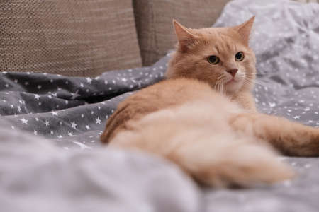 Fluffy ginger cat on a gray bedspread.