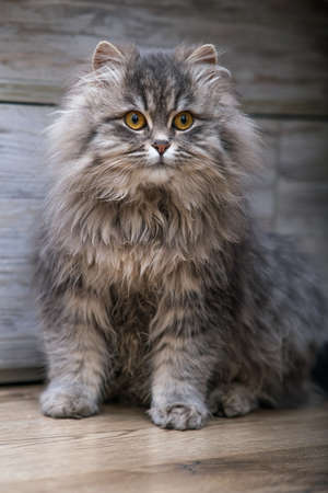 Fluffy gray cat close-up.