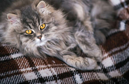 Fluffy gray cat close-up.