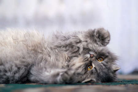 Fluffy gray cat close-up.の写真素材
