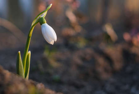 Snowdrops bloom in the garden in spring.
