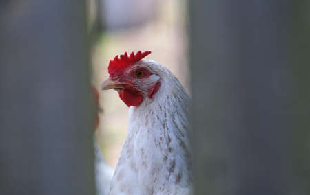 A closeup of a large red chicken.