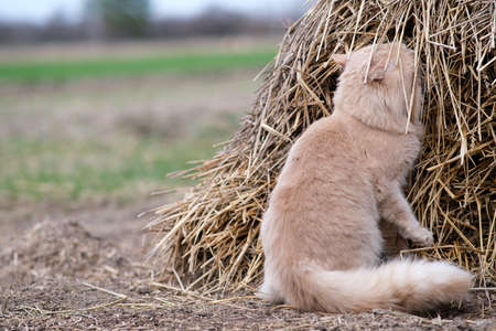 A fluffy cat of an unusual color roams in the yard.の写真素材