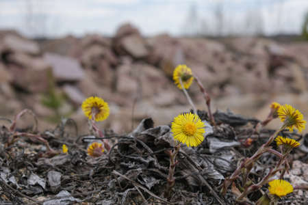 Quarry with mining and stone production.の写真素材