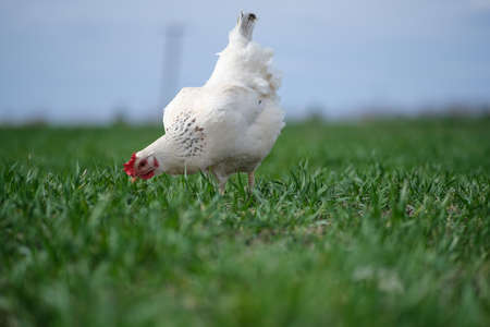 White chicken on a green background. The bird grazes on the grass.の写真素材