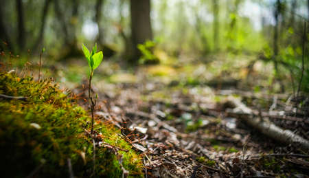 Moss close-up. Macro vegetation in the forest.