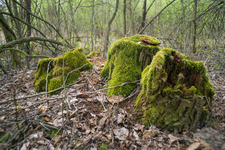 Stump with moss in the forest. Moss close-up.