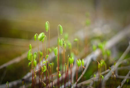 Macro of young moss. Microworld of forest moss.の写真素材