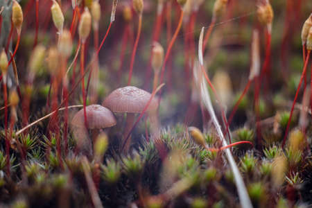 Macro world of moss and mushrooms.