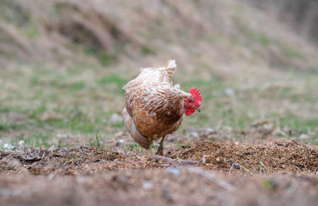 A red hen is grazing in the tyrsa. Raising poultry.