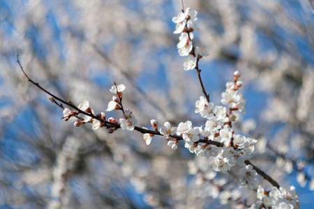 Blooming spring garden. Flowering branch against the sky.