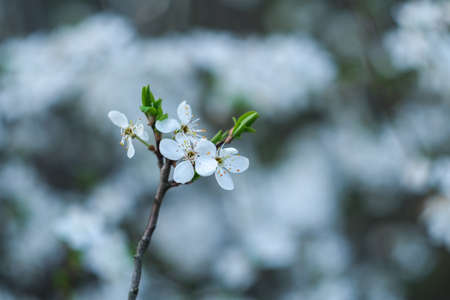 Blooming spring garden. Flowering branch.の写真素材