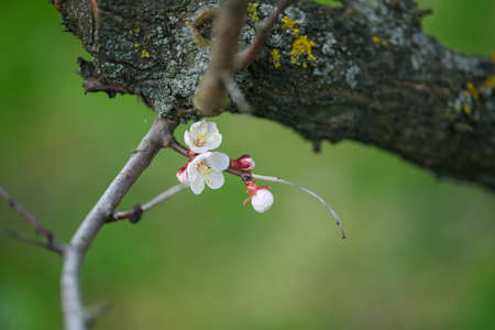 Blooming spring garden. Flowering twig on a background of green grass.の写真素材
