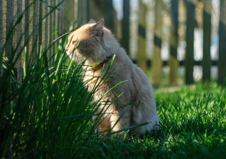 A blonde cat looks through a gap in the fence.