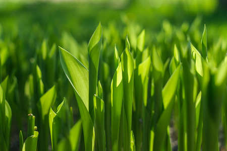 Translucent green leaf. Green background from vegetation.