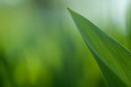 Translucent green leaf. Green background from vegetation.の写真素材