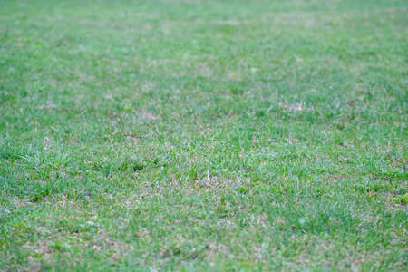 Green grass background. Green grass with bokeh.の写真素材