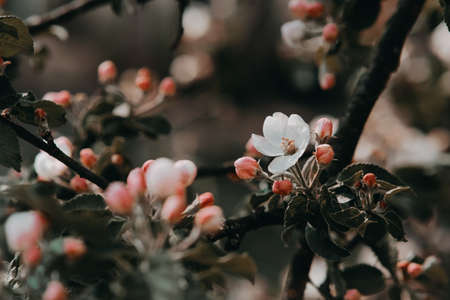 A branch of a blossoming apple tree from a photo filter.の写真素材