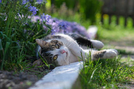 Kitten on a background of beautiful flowers.の写真素材