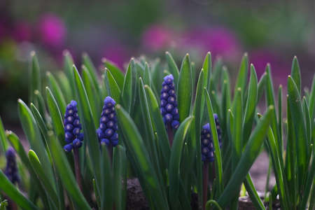 Group of blue flowers in bright sunlight, spring background with grape hyacinth blooming in...