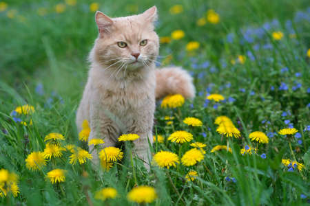 Red cat sits in flowers.