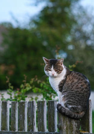 The cat in the village sits on a pole.の写真素材