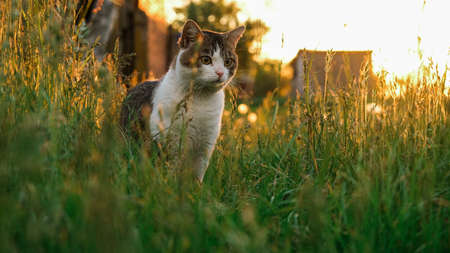 Cat on the background of sunset and dandelions.の写真素材