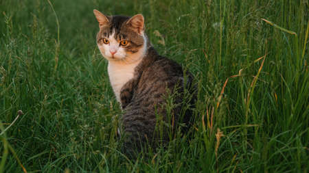 he cat in the green grass looks at the sunset.の写真素材