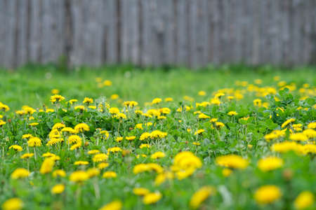 Yellow taraxacum. Spring season with taraxacum.の写真素材