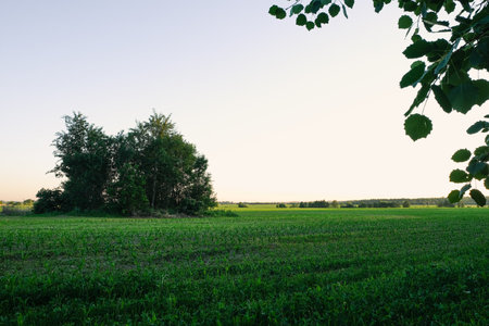 Trees and sunset on field.の写真素材