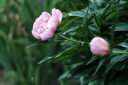 Pink peony flowers close-up on a blurred dark green background.の写真素材