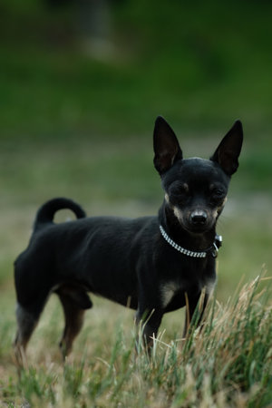Black toy terrier on green grass.の写真素材