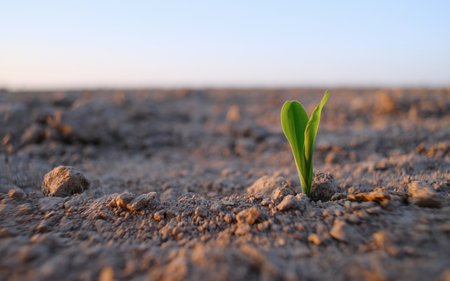 The plant comes out of the ground at sunset. Corn sprouts in the field.