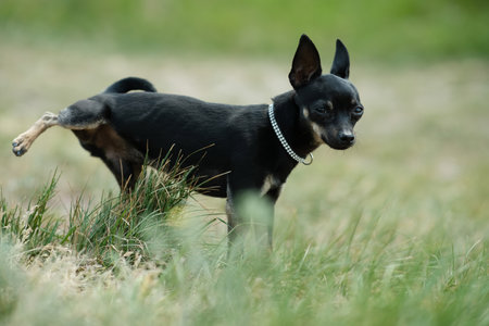 Black toy terrier on green grass.の写真素材